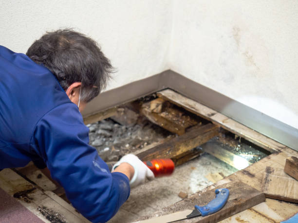 Best DIY Mold Remediation Support Services in Dublin, TX