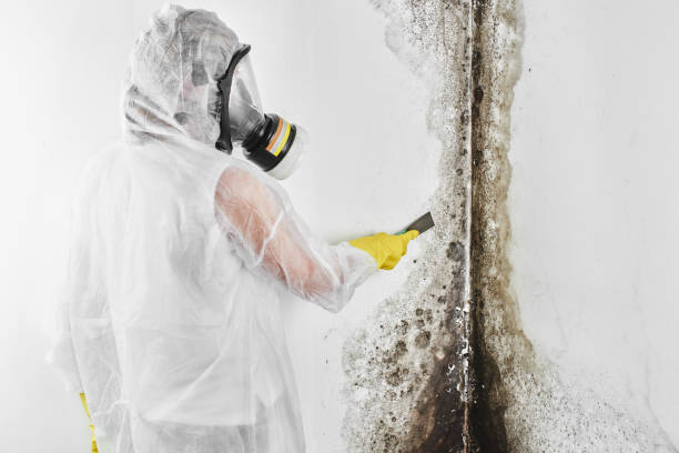 Best Preventive Mold Services in Dublin, TX