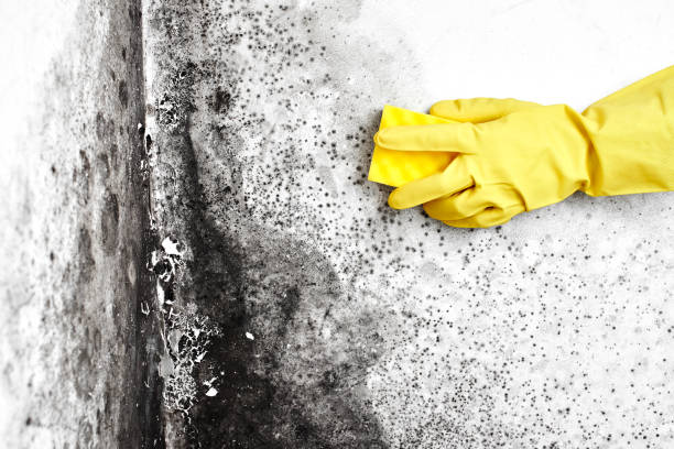 Best Insurance-Related Mold Remediation in Dublin, TX