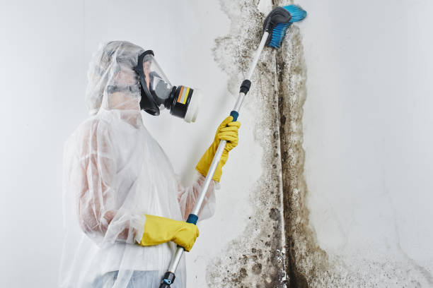 Best White Mold Remediation in Dublin, TX