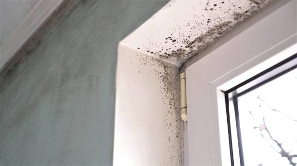 Trusted Dublin, TX Mold Remediation Experts