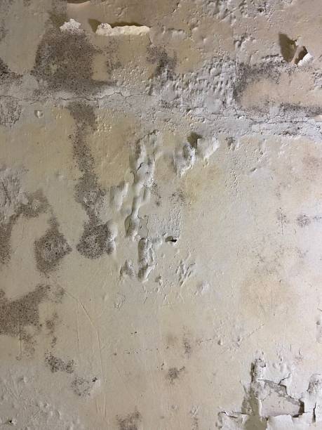 Best Crawl Space Mold Remediation in Dublin, TX