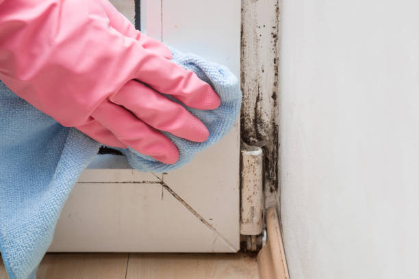 Best Mold Testing and Inspection Services in Dublin, TX